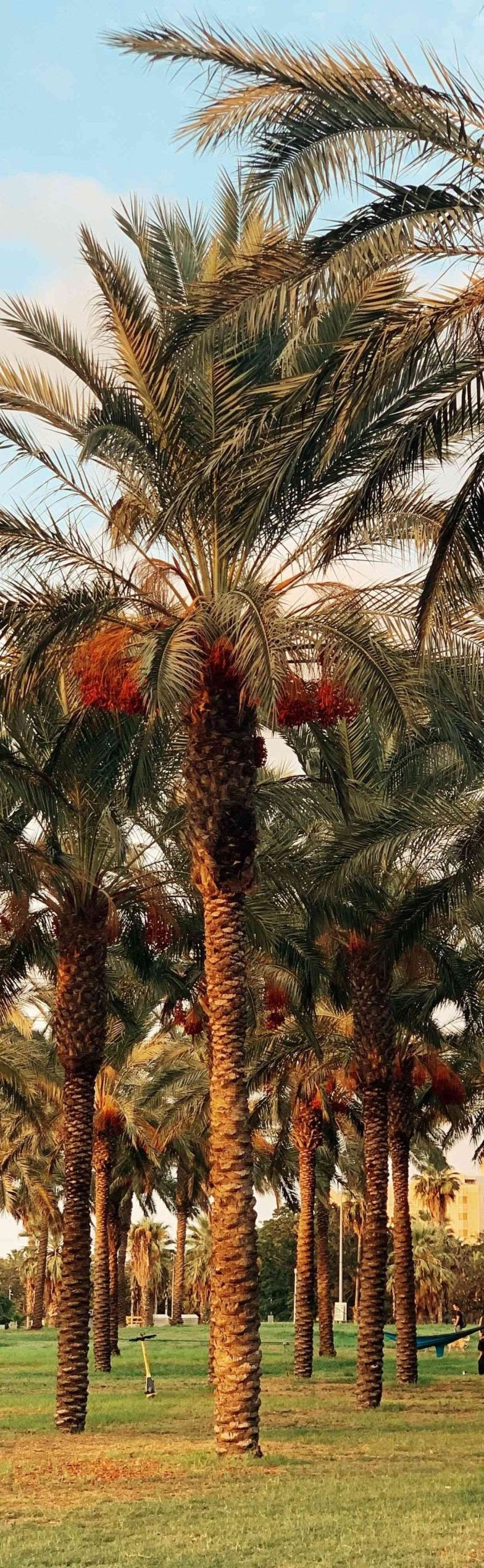 Dates palms