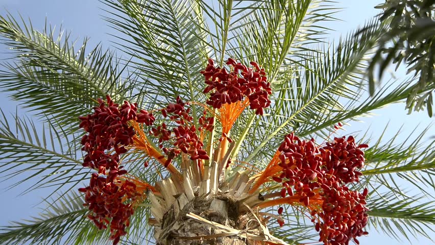 Dates palms